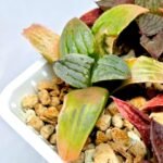 Haworthia Seedling S084 - 5