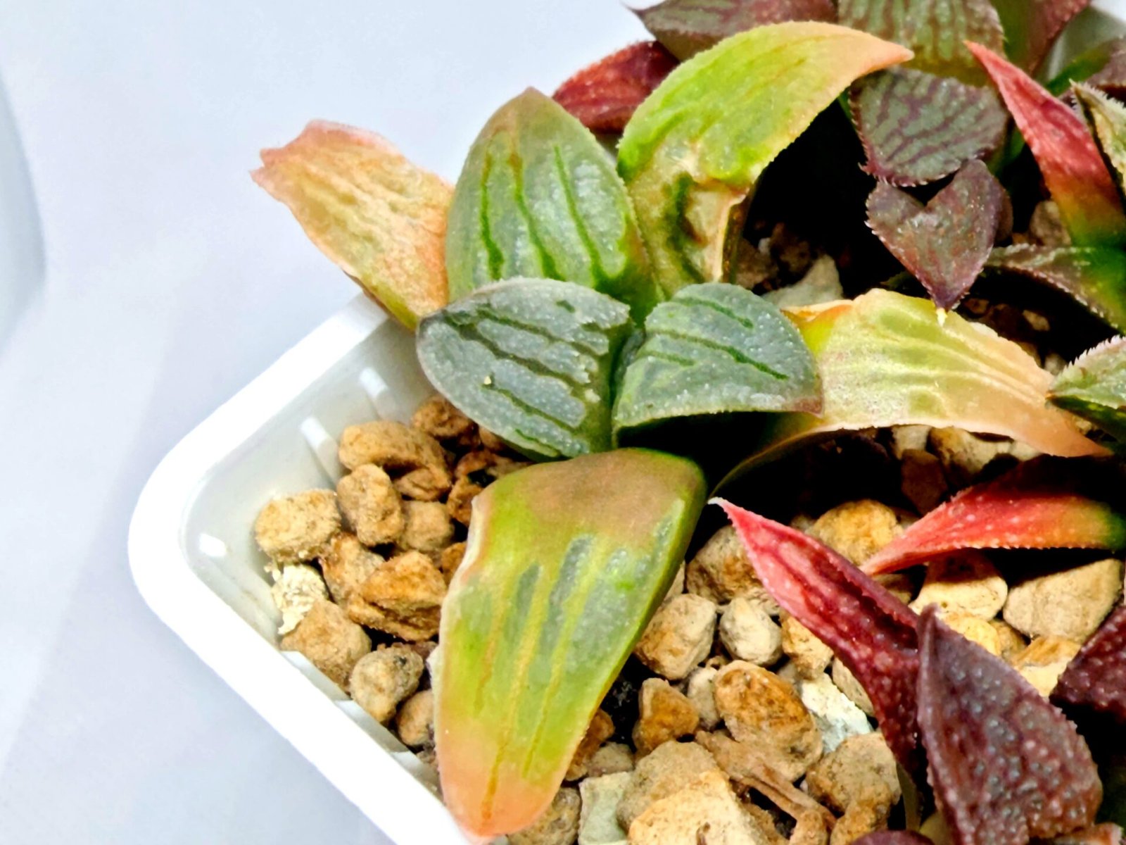 Haworthia Seedling S084 - 5