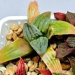Haworthia Seedling S084 - 6