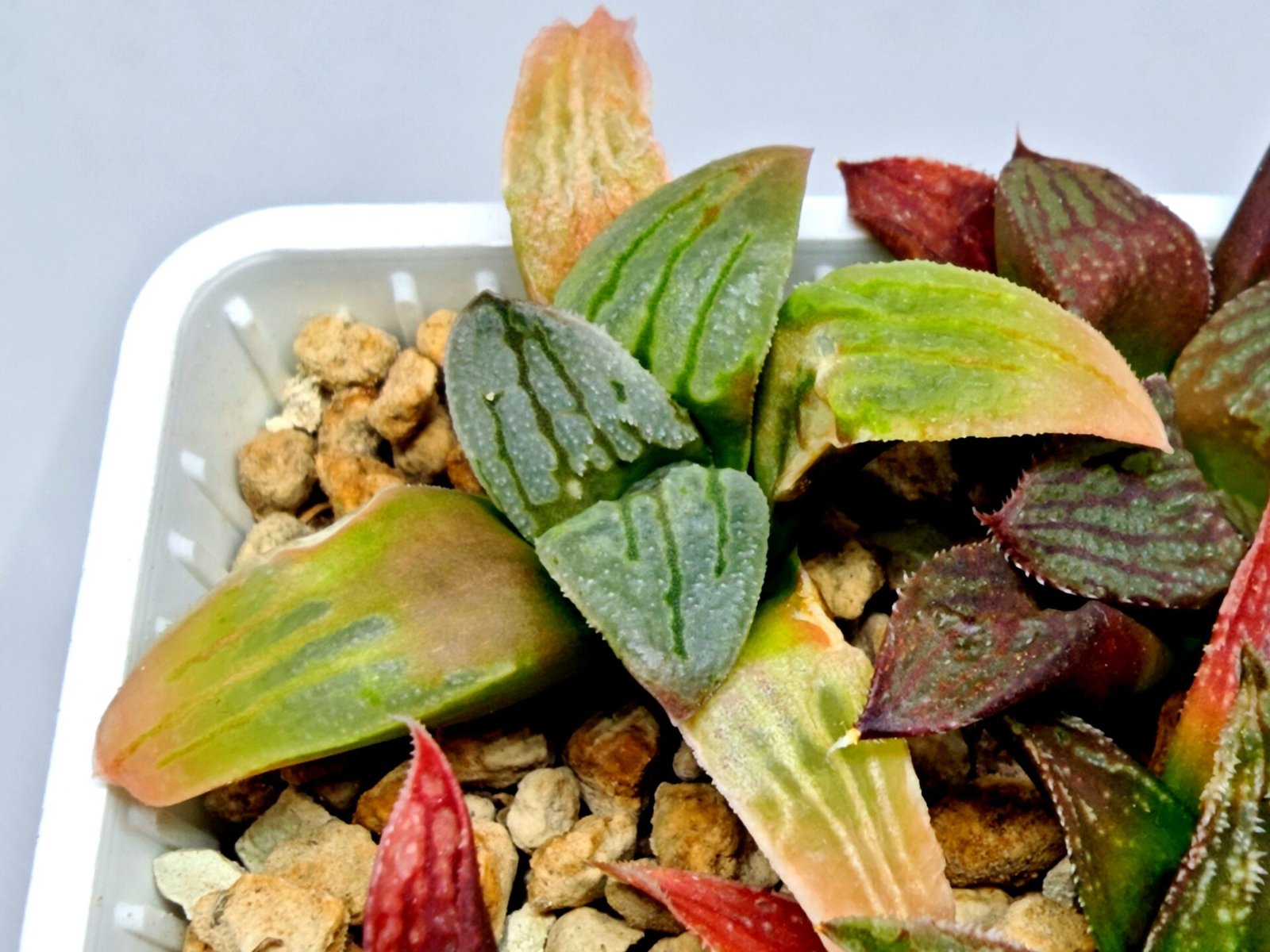 Haworthia Seedling S084 - 6