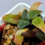 Haworthia Seedling S084 - 7