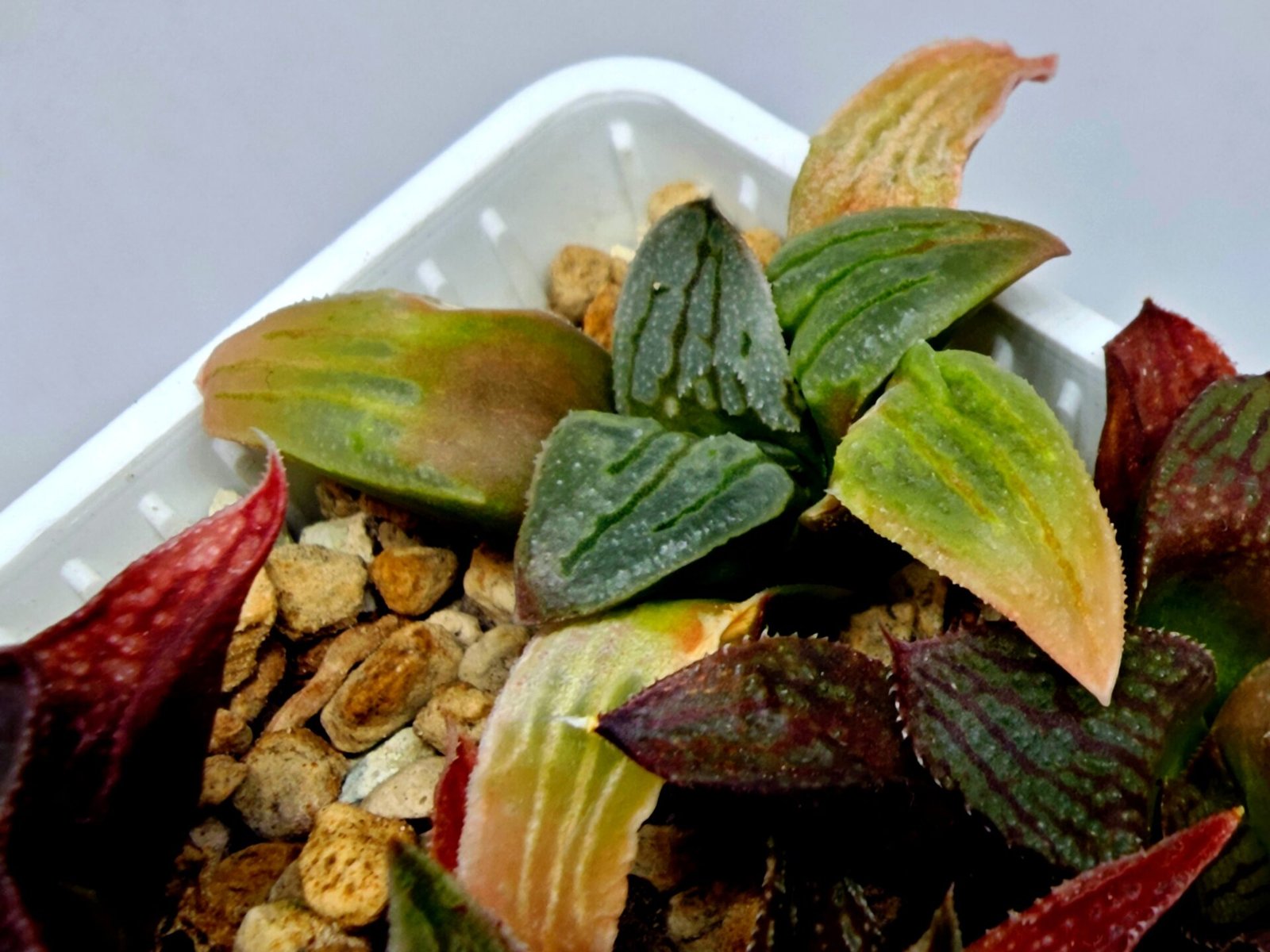 Haworthia Seedling S084 - 7