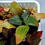 Haworthia Seedling S084 - 8