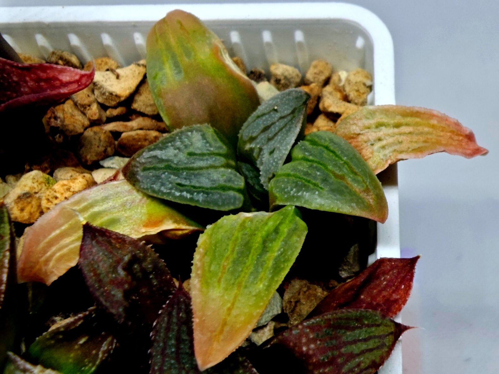 Haworthia Seedling S084 - 8