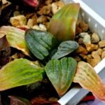 Haworthia Seedling S084 - 9