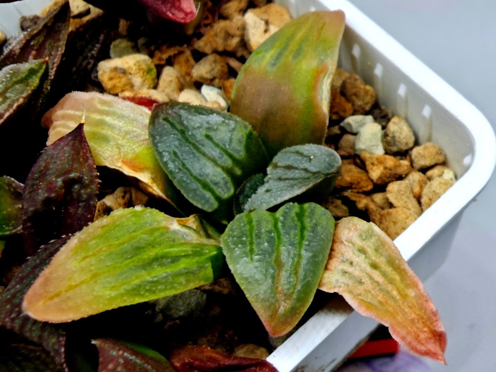 Haworthia Seedling S084 - 9