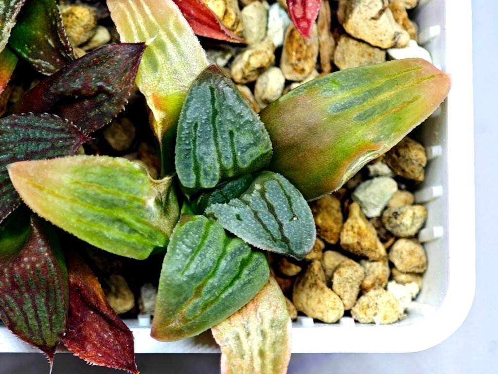 Home 6 Haworthia Seedling S084 - 10