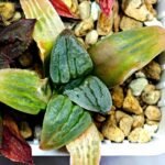 Haworthia Seedling S084 - 10