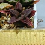 Haworthia Seedling S085 - 1