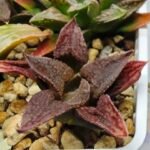 Haworthia Seedling S085 - 2
