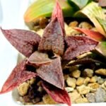Haworthia Seedling S085 - 4