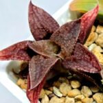 Haworthia Seedling S085 - 5