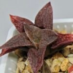 Haworthia Seedling S085 - 6