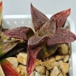 Haworthia Seedling S085 - 7
