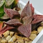 Haworthia Seedling S085 - 8