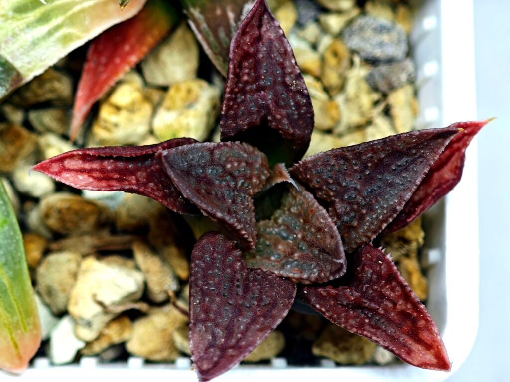 Haworthia Seedling S085 - 9