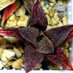 Haworthia Seedling S085 - 9