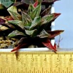 Haworthia Seedling S086 - 1