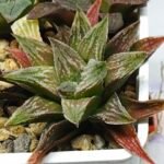 Haworthia Seedling S086 - 2