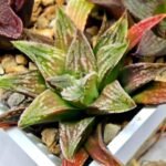 Haworthia Seedling S086 - 3