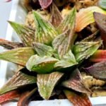 Haworthia Seedling S086 - 4