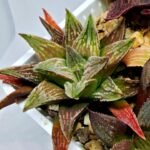 Haworthia Seedling S086 - 5