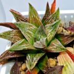 Haworthia Seedling S086 - 6
