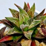 Haworthia Seedling S086 - 7