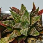 Haworthia Seedling S086 - 8
