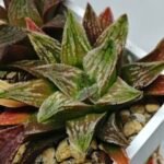 Haworthia Seedling S086 - 9