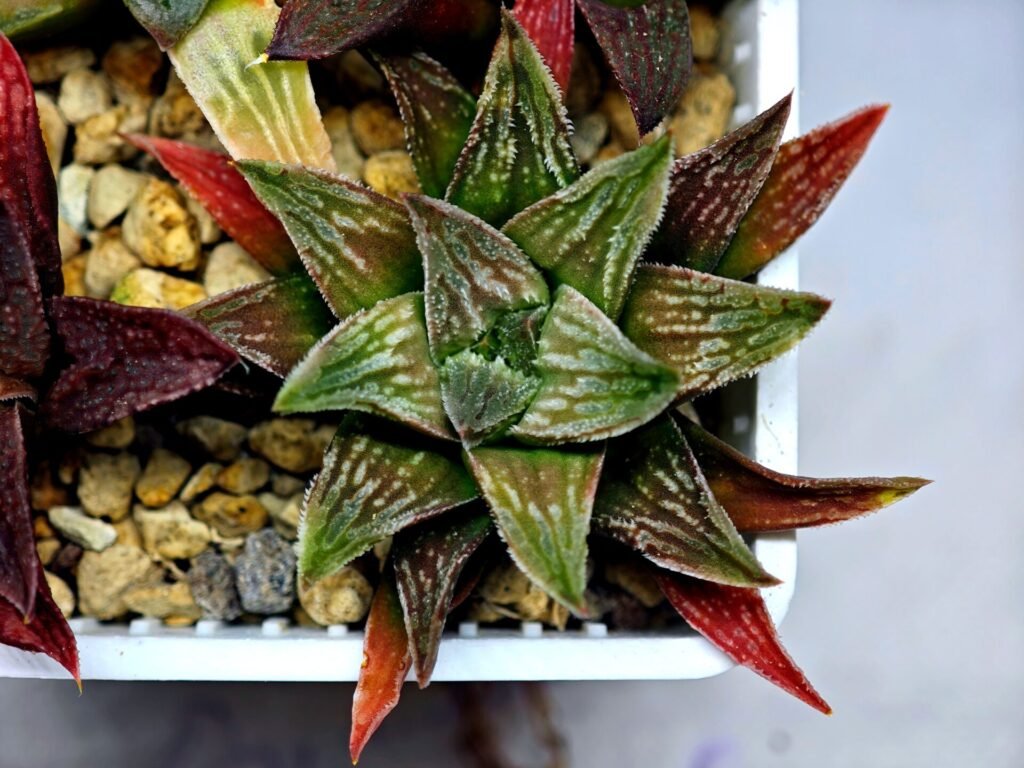 Haworthia Seedling S086 - 10