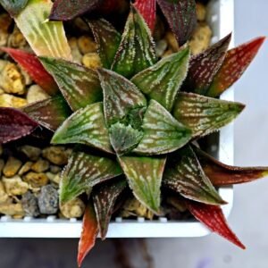 Haworthia Seedling S086 - 10