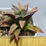 Haworthia Seedling S090 - 1