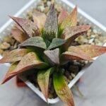 Haworthia Seedling S090 - 2