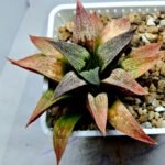 Haworthia Seedling S090 - 3