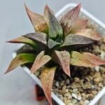 Haworthia Seedling S090 - 4