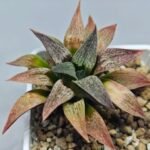 Haworthia Seedling S090 - 5