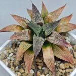 Haworthia Seedling S090 - 6