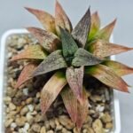 Haworthia Seedling S090 - 7