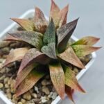 Haworthia Seedling S090 - 8