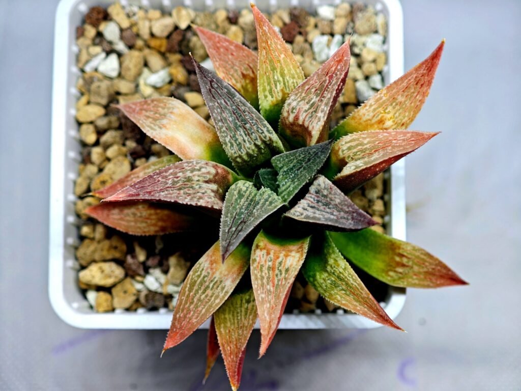 Haworthia Seedling S090 - 9