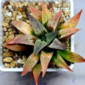 Haworthia Seedling S090 - 9