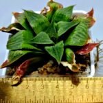Haworthia Seedling Badia x Emelyae Major S091 - 1