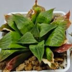 Haworthia Seedling Badia x Emelyae Major S091 - 2