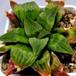 Haworthia Seedling Badia x Emelyae Major S091 - 4