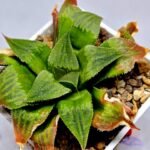 Haworthia Seedling Badia x Emelyae Major S091 - 5