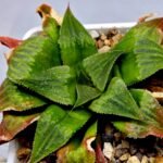 Haworthia Seedling Badia x Emelyae Major S091 - 6