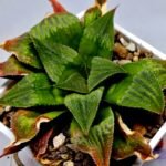 Haworthia Seedling Badia x Emelyae Major S091 - 7