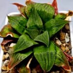 Haworthia Seedling Badia x Emelyae Major S091 - 8