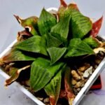 Haworthia Seedling Badia x Emelyae Major S091 - 9